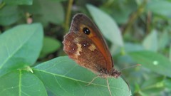 Flowers nature Butterflies multicolor