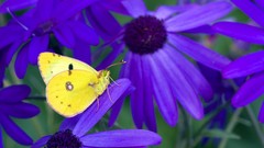 Flowers nature Butterflies purple flowers