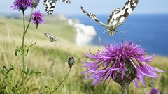 Flowers nature Butterflies Thistles