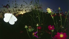 Flowers nature Butterflies white insects