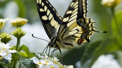 Flowers nature Butterflies wings insects