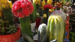 Flowers nature cactus cactus flowers potted plant karachi