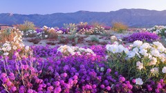 Flowers nature California deserts