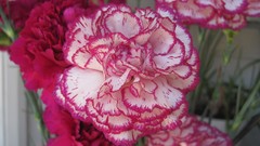 Flowers nature carnations
