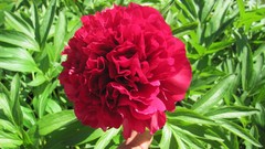 Flowers nature carnations