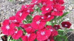 Flowers nature carnations