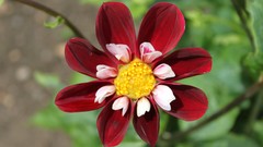 Flowers nature castle