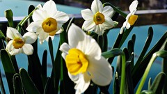 Flowers nature celebration