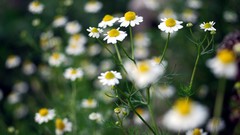 Flowers nature chamomile