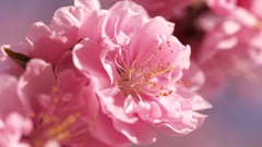 Flowers nature cherry blossoms