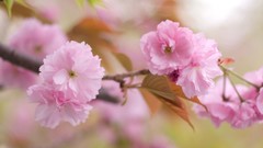 Flowers nature cherry blossoms