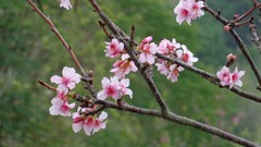Flowers nature cherry blossoms
