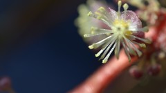 Flowers nature close-up