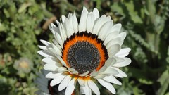 Flowers nature close-up