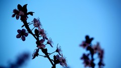 Flowers nature close-up