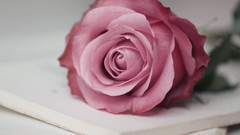 Flowers nature close-up