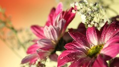 Flowers nature close-up