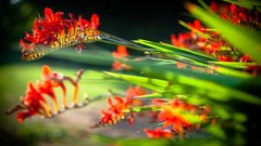 Flowers nature close-up