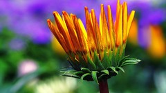 Flowers nature close-up