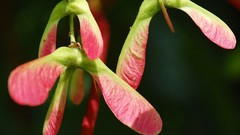 Flowers nature close-up