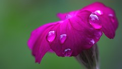Flowers nature close-up