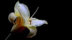 Flowers nature close-up