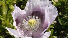 Flowers nature close-up
