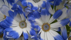 Flowers nature close-up