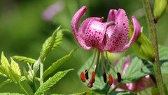Flowers nature close-up