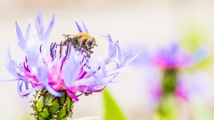 Flowers nature close-up