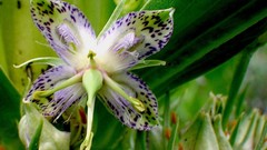 Flowers nature close-up