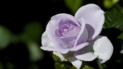 Flowers nature close-up