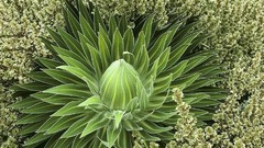 Flowers nature close-up