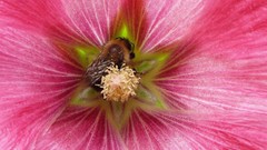 Flowers nature close-up bees national geographic