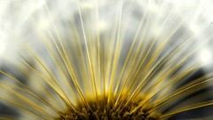 Flowers nature close-up floral