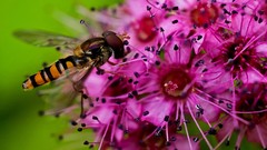 Flowers nature close-up insects pink flowers