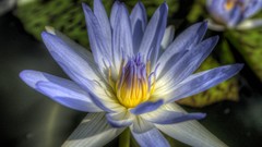 Flowers nature close-up lotus flower