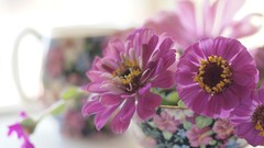 Flowers nature close-up pink flowers