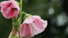 Flowers nature close-up pink flowers
