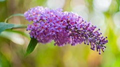 Flowers nature close-up pink flowers