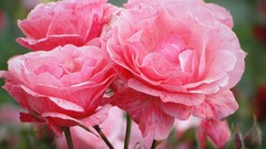 Flowers nature close-up pink flowers