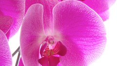 Flowers nature close-up pink flowers Orchids