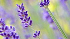 Flowers nature close-up purple flowers