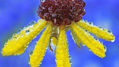 Flowers nature close-up water drops