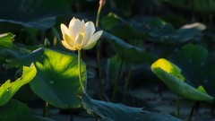 Flowers nature close-up white flowers