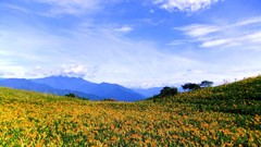 Flowers nature clouds fields orange flowers