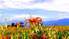 Flowers nature clouds fields orange flowers
