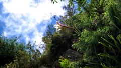 Flowers nature clouds Lilies Plants skies