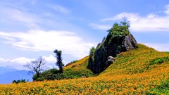 Flowers nature clouds rocks orange flowers