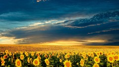 Flowers nature clouds Sunflowers meadows Garden